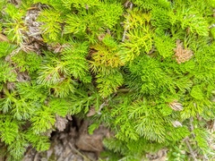 Anisotome procumbens