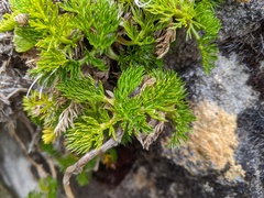 Anisotome procumbens
