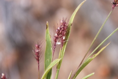 Setaria surgens