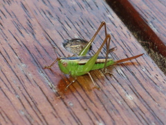 Conocephalus bilineatus