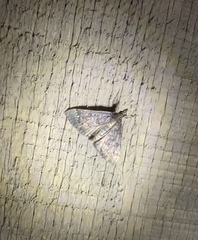 Proternia philocapna