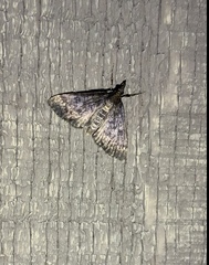 Proternia philocapna