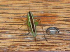 Conocephalus bilineatus