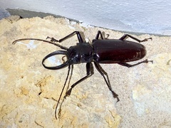 Stenodontes exsertus