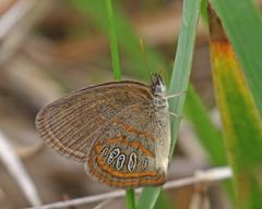 Neonympha areolatus