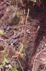 Plantago pachyphylla