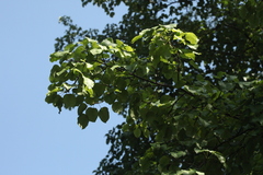 Pyrus communis caucasica