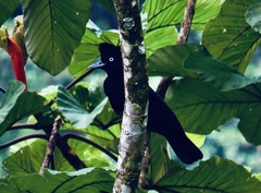 Cephalopterus ornatus