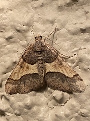 Frederickia hypaethrata