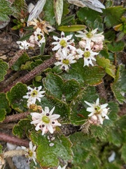 Dichosciadium ranunculaceum