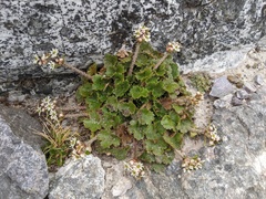 Dichosciadium ranunculaceum