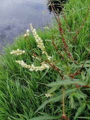 Persicaria