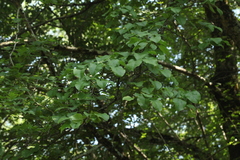 Pyrus communis caucasica