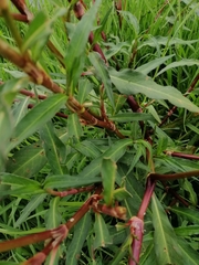 Persicaria
