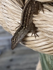 Anolis sagrei