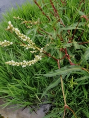Persicaria