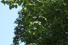 Pyrus communis caucasica