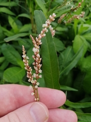 Persicaria