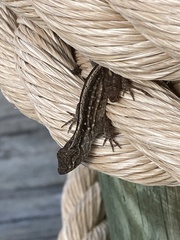 Anolis sagrei