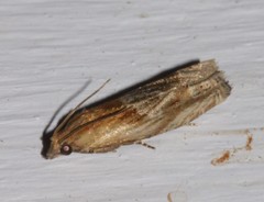 Eucosma cana