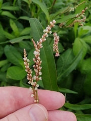 Persicaria