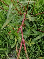 Persicaria