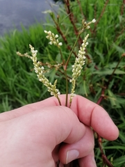 Persicaria