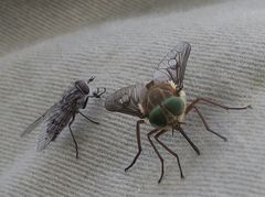 Scaptia testacea