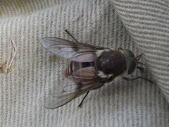 Scaptia testacea