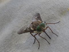 Scaptia testacea