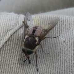 Scaptia testacea