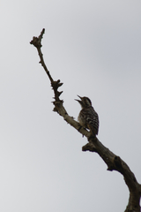 Yungipicus canicapillus
