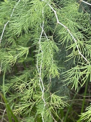 Asparagus nelsii