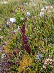 Euphrasia hookeri