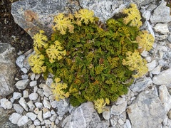 Anisotome procumbens