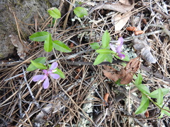 Rhinotropis californica