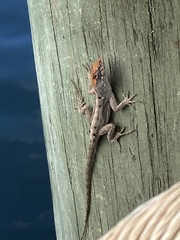 Anolis sagrei