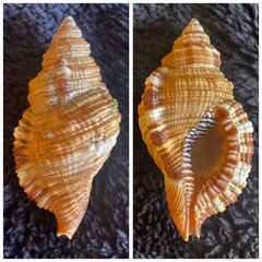 Monoplex pilearis
