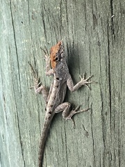 Anolis sagrei