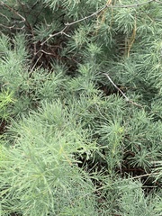 Asparagus nelsii