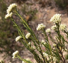 Cassinia laevis