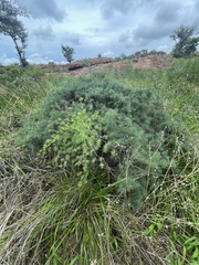 Asparagus nelsii