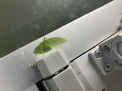 Phylloptera dimidiata