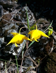 Calochortus amabilis
