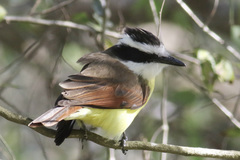 Pitangus sulphuratus