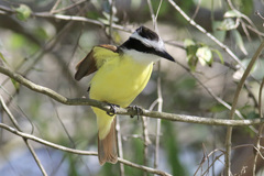 Pitangus sulphuratus