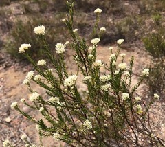 Cassinia laevis