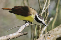 Pitangus sulphuratus