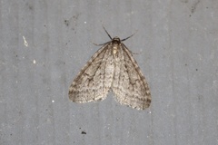 Operophtera occidentalis