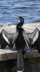 Anhinga anhinga